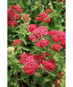 Achillea - Ryllik 19 cm