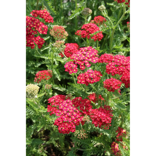 Achillea - Ryllik 19 cm