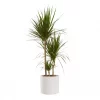 Dracaena Dermensis  - Draketre 24 cm 3 st.
