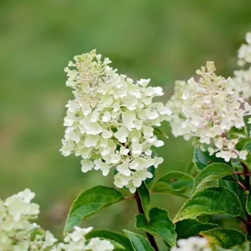 Hydrangea paniculata - Syrinhortensia 'Petite Cherry' 17 cm