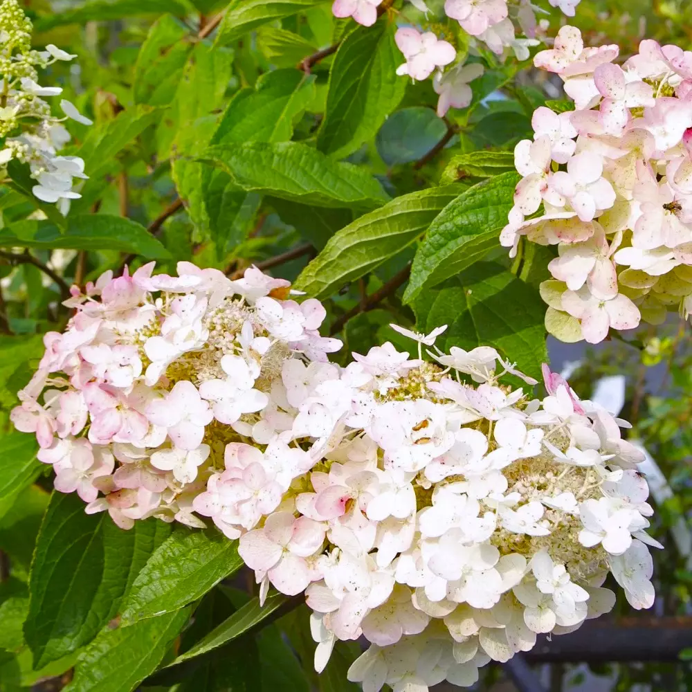 Hydrangea paniculata 'Grandiflora' - Syrinhortensia 26 cm oppstammet