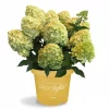 Hydrangea paniculata - Syrinhortensia 26 cm