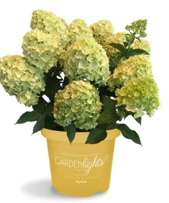 Hydrangea paniculata - Syrinhortensia 26 cm