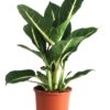 Dieffenbachia - Prikkblad 'Green Magic' 17 cm