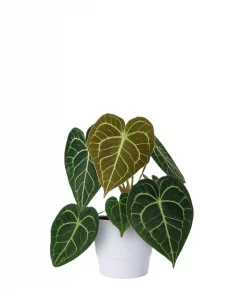 Anthurium Clarinervium mini