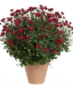Frilandskrysantemum 12 cm