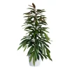 Ficus Binnendijkii - Bjørkefiken 'Amstel King' 27 cm