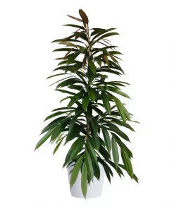 Ficus Binnendijkii - Bjørkefiken 'Amstel King' 27 cm