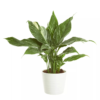 Spathyphyllum - Fredslilje Diamond 17 cm