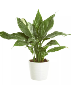 Spathyphyllum - Fredslilje Diamond 17 cm