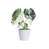 Alocasia 'Frydek Variegata' - Elefantøre 11 cm