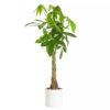 Pachira - Lykkekastanje 24 cm