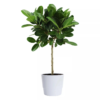 Ficus Audrey - Poppelfiken oppstammet 24 cm