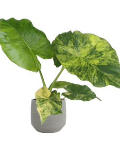 Alocasia macrorrhiza 'Aurea Variegata' 12 cm