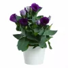 Eustoma - Lisianthus 13 cm