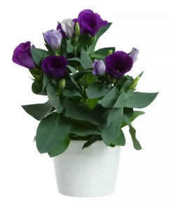 Eustoma - Lisianthus 13 cm