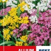 Allium mix