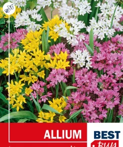 Allium mix