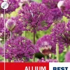 Allium 'Purple Sensation'
