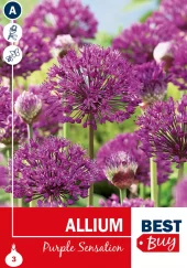 Allium 'Purple Sensation'