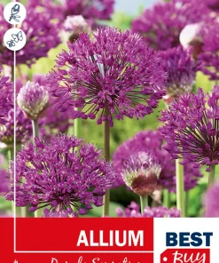 Allium 'Purple Sensation'