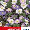 Anemone Blanda mix