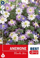 Anemone Blanda mix