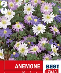 Anemone Blanda mix