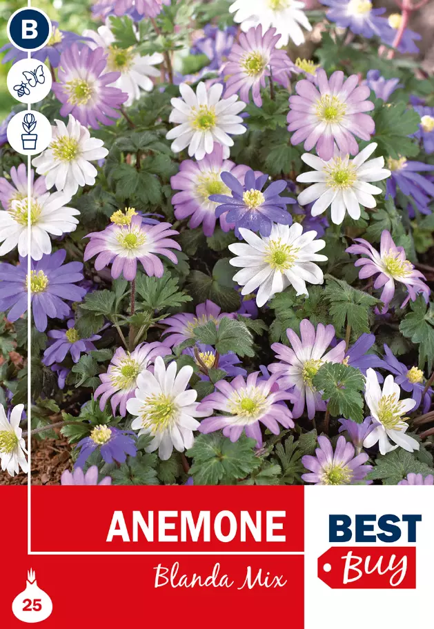 Anemone Blanda mix
