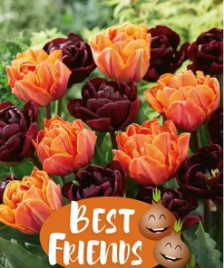 Best Friends Pretty Pumpkins - Høstløk mix