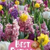 Best Friends Sunrise Symphony - Høstløk mix
