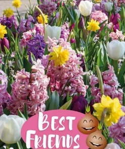 Best Friends Sunrise Symphony - Høstløk mix