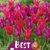 Best Friends Velvet Twins - Høstløk mix