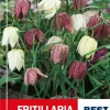 Fritillaria Meleagris mix - Rutelilje