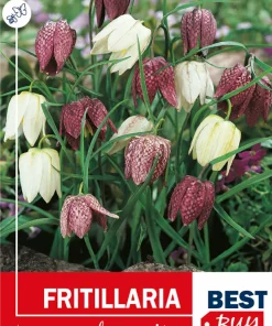 Fritillaria Meleagris mix - Rutelilje
