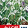Galanthus Woronowii - Snøklokke