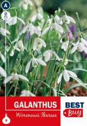 Galanthus Woronowii - Snøklokke