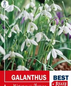 Galanthus Woronowii - Snøklokke