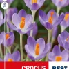 Krokus 'Barr's Purple'