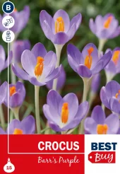 Krokus 'Barr's Purple'