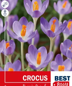 Krokus 'Barr's Purple'