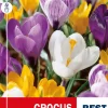 Krokus Largeflowering mix