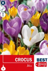 Krokus Largeflowering mix