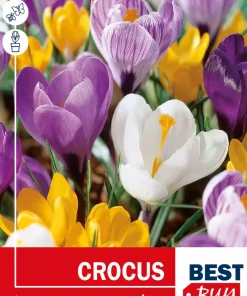 Krokus Largeflowering mix