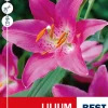Lilium Pink - Lilje
