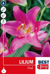 Lilium Pink - Lilje