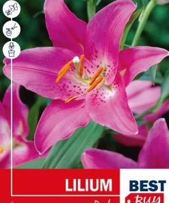 Lilium Pink - Lilje