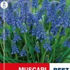 Muscari Armeniacum - Perleblomst
