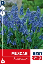 Muscari Armeniacum - Perleblomst