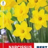 Narsiss 'Dutch Master' - Påskelilje
